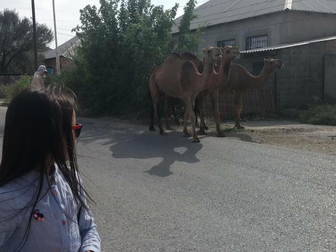 Vip Hostel Turkistan Dış mekan fotoğraf
